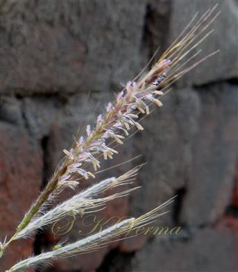  Raceme with spikelet pairs